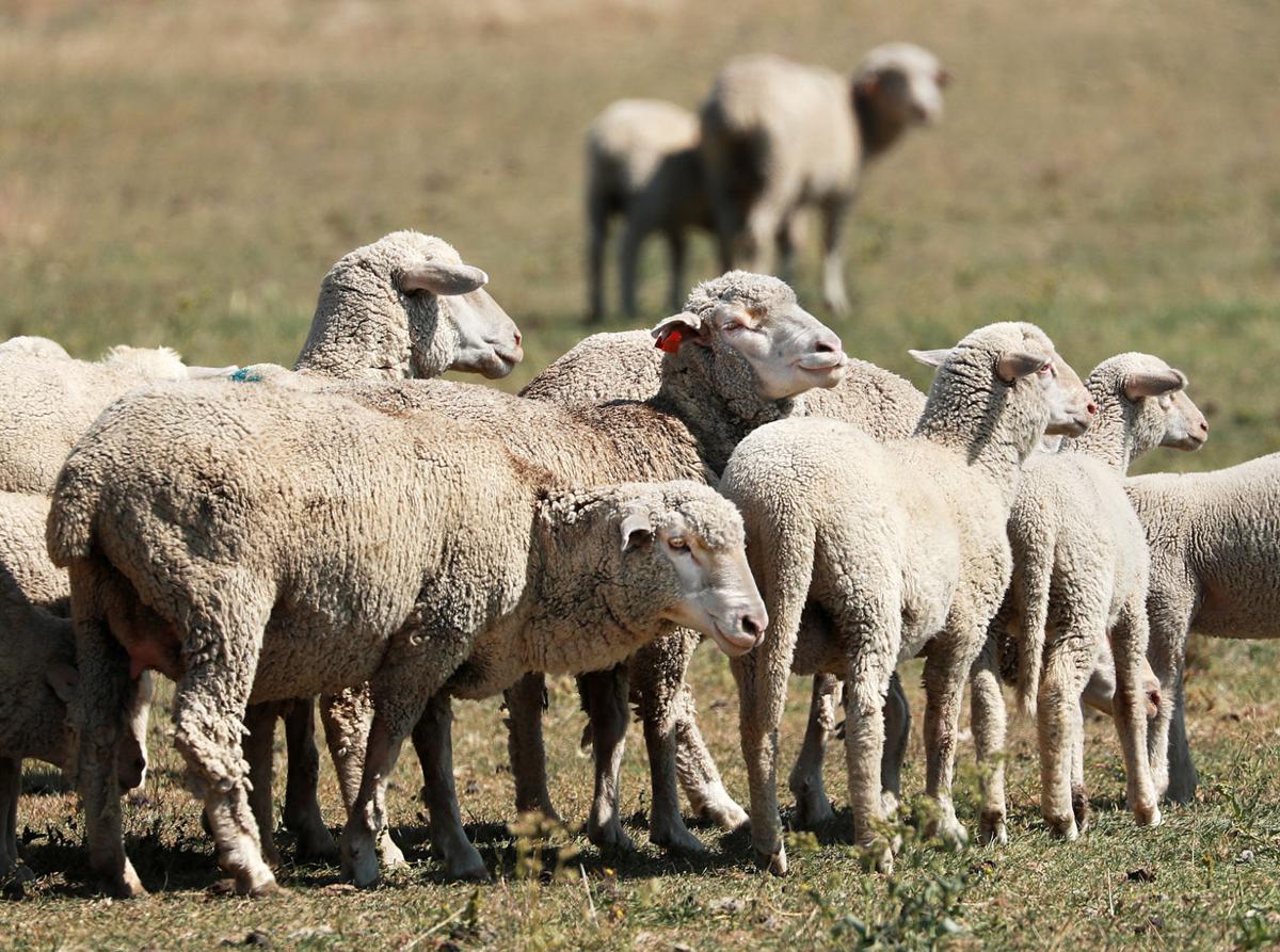 Sheep ranch in Southwest Montana