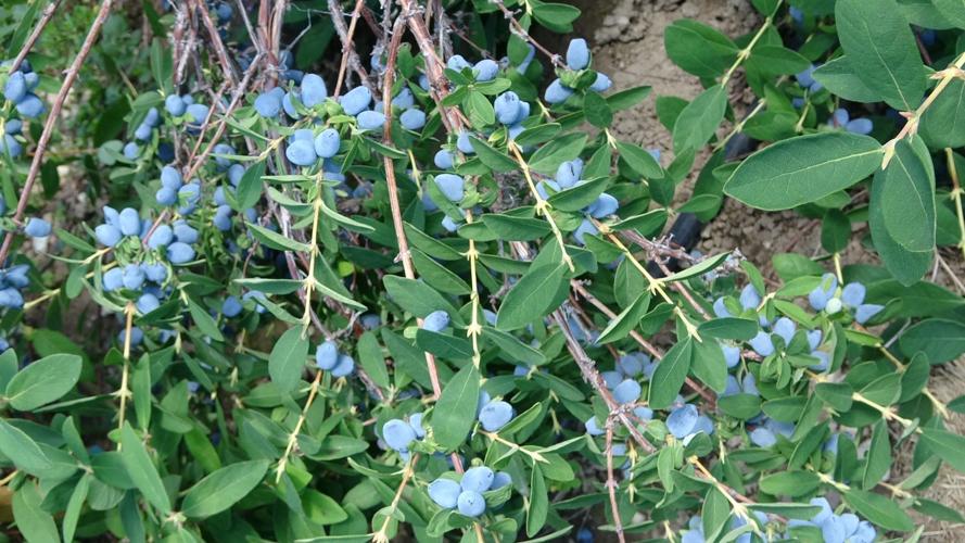 Finding fruits that are rugged enough for Montana