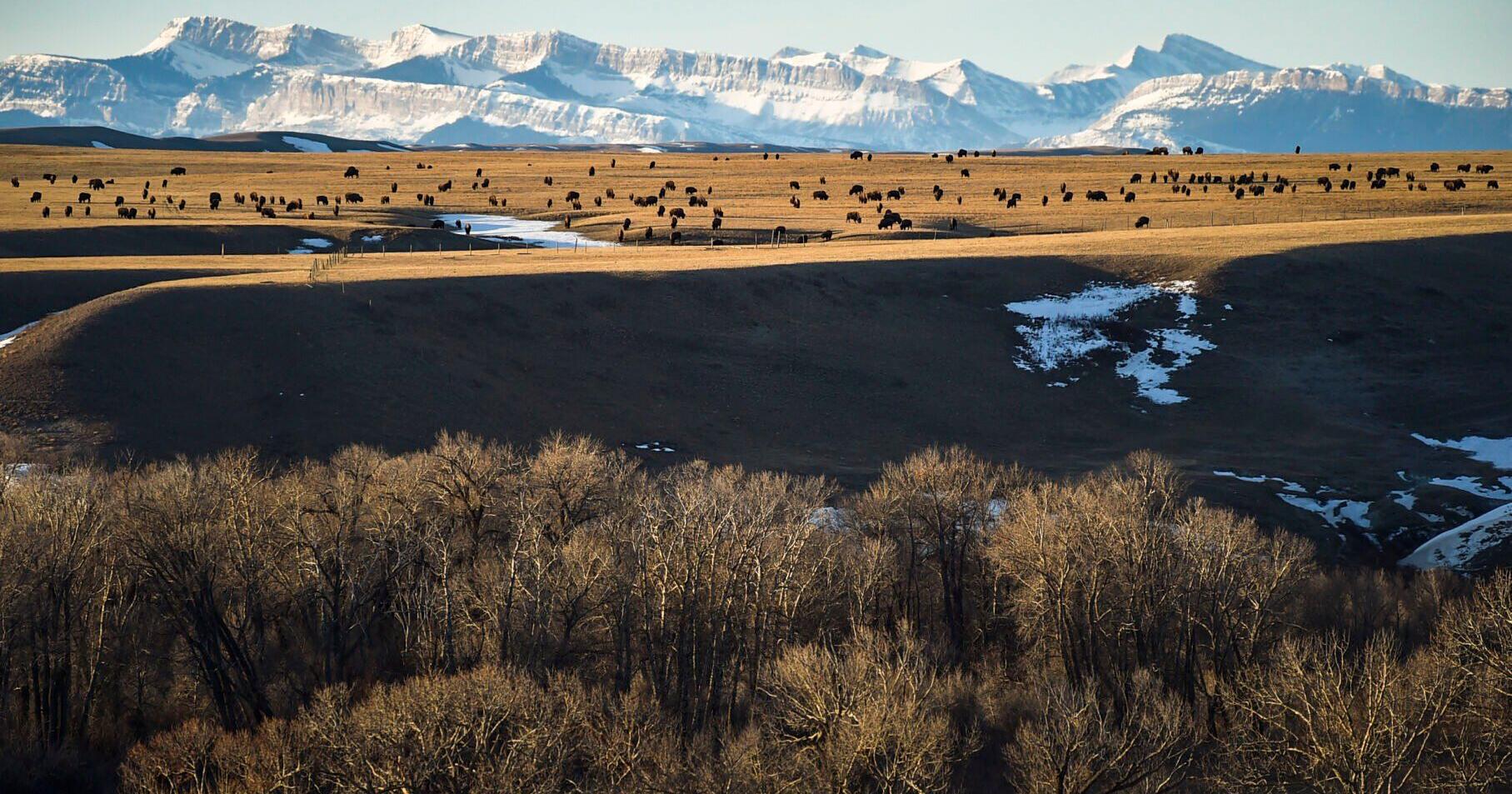 Interior Department invests $5M to restore bison - Vimarsana News
