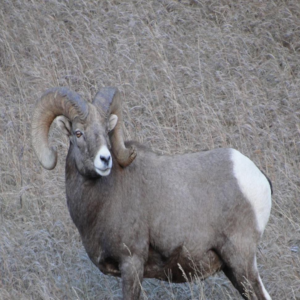 Montana Teaches The World How To Get Critters Across The Road Local News Ravallirepublic Com