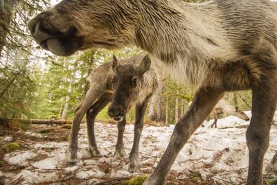 Woodland caribou calf and cow