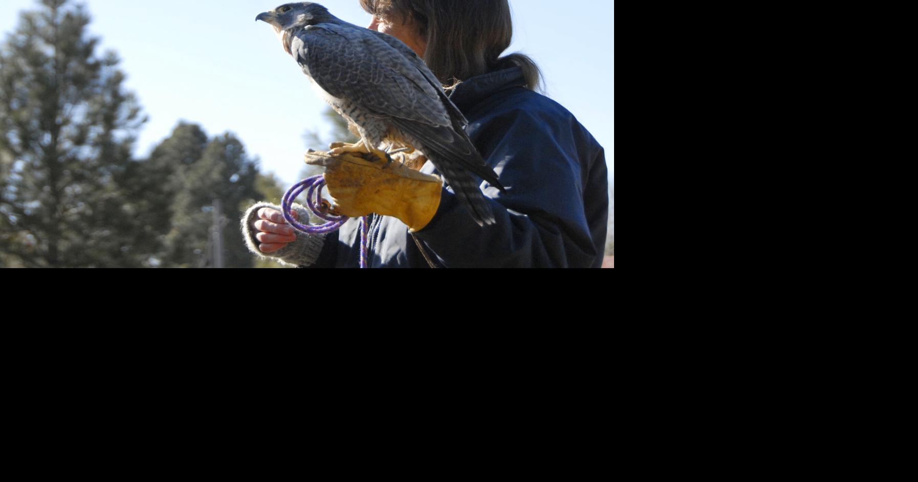 Of fate and falcons Kate Davis looks back on 50 years of conservation