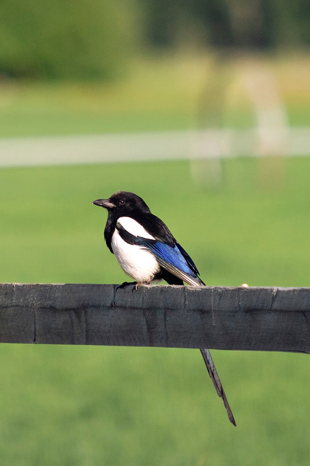 Black Billed Magpies Are Bitterroot Valleys Cleanup Specialists 