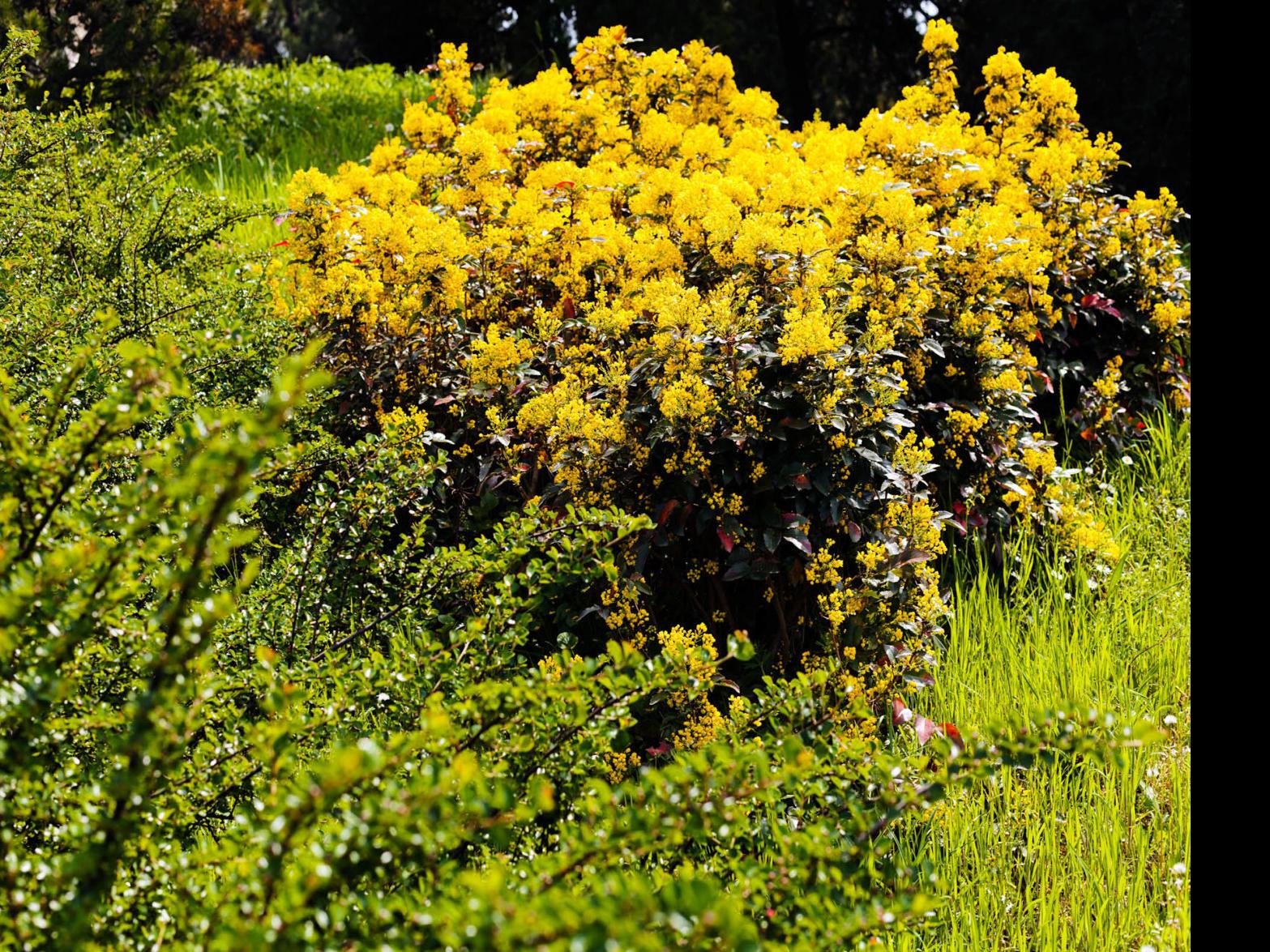 Dirty Fingernails What S The Best Bet On Shade Tolerant Shrubs Local News Ravallirepublic Com