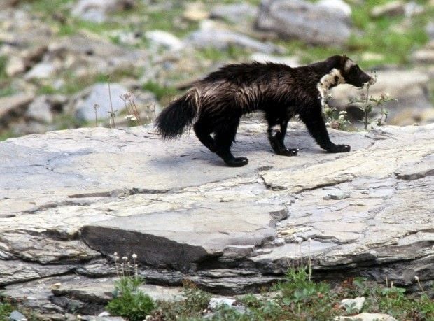 Montana, Idaho, Wyoming Oppose Federal Protection Of Wolverines | State ...