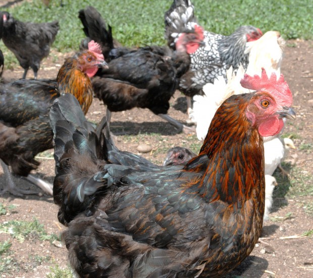 Cackleberry Coop: Where the chickens are happy and business is booming.