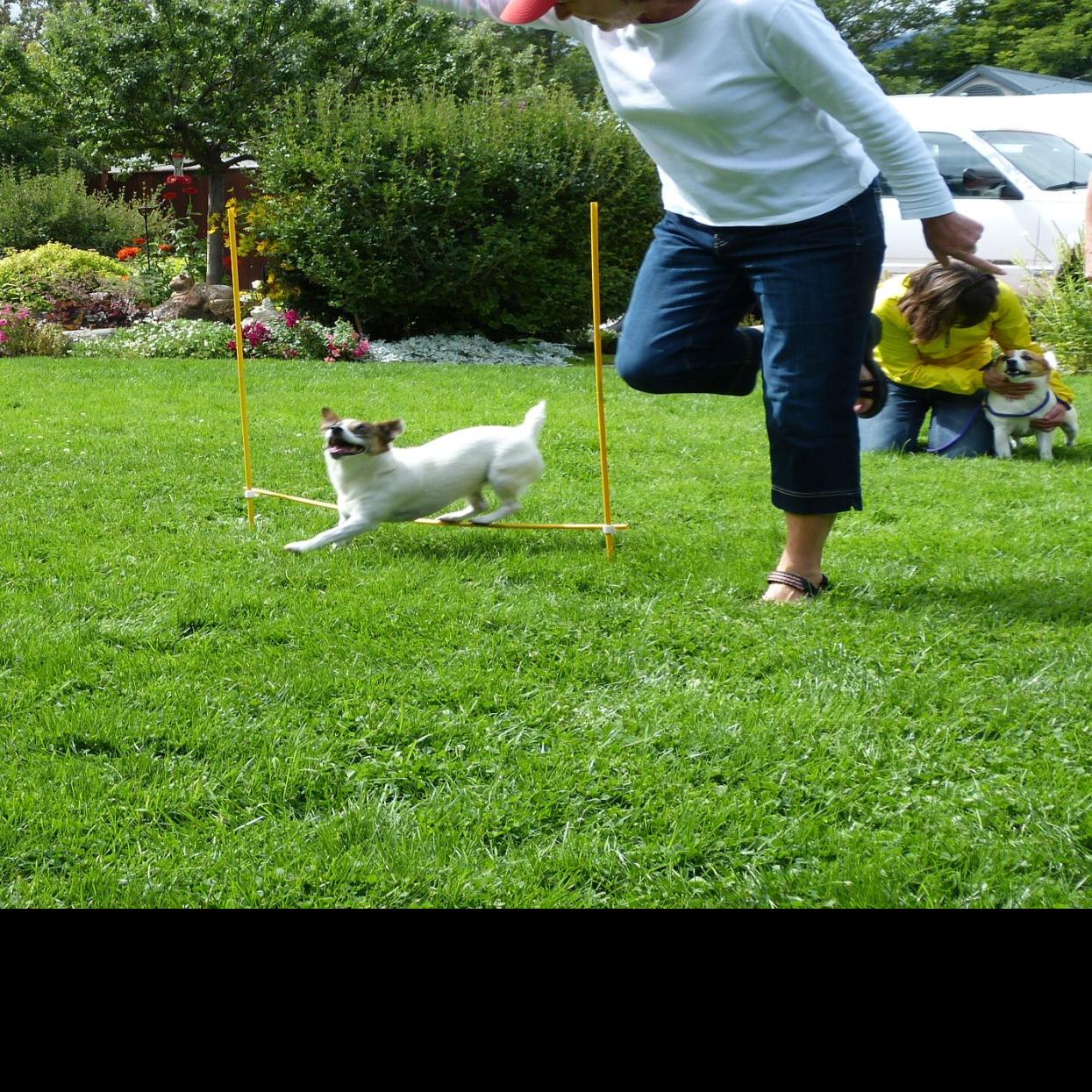 Hamilton Women Teach Dog Agility Classes Local News