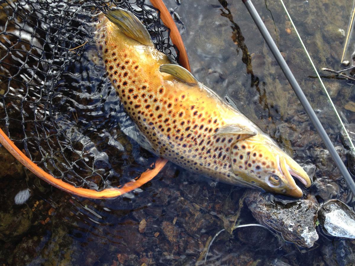 Brown trout expanding range in western Montana watersheds