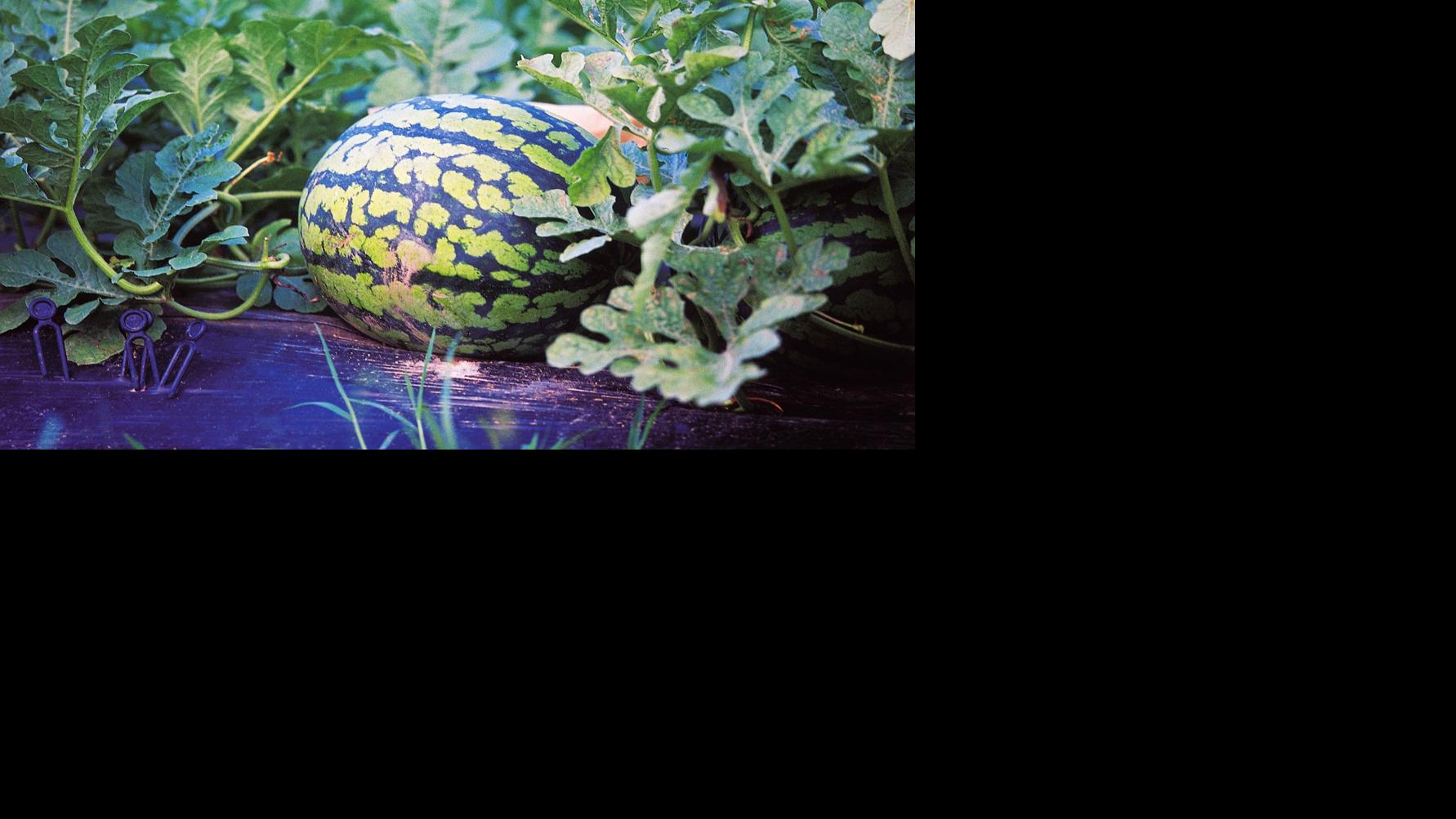 Dirty Fingernails Growing Melons In Montana Home Garden
