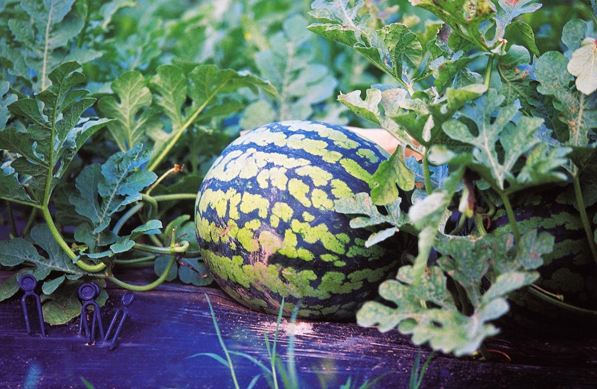 Dirty Fingernails Growing Melons In Montana Home Garden Ravallirepublic Com