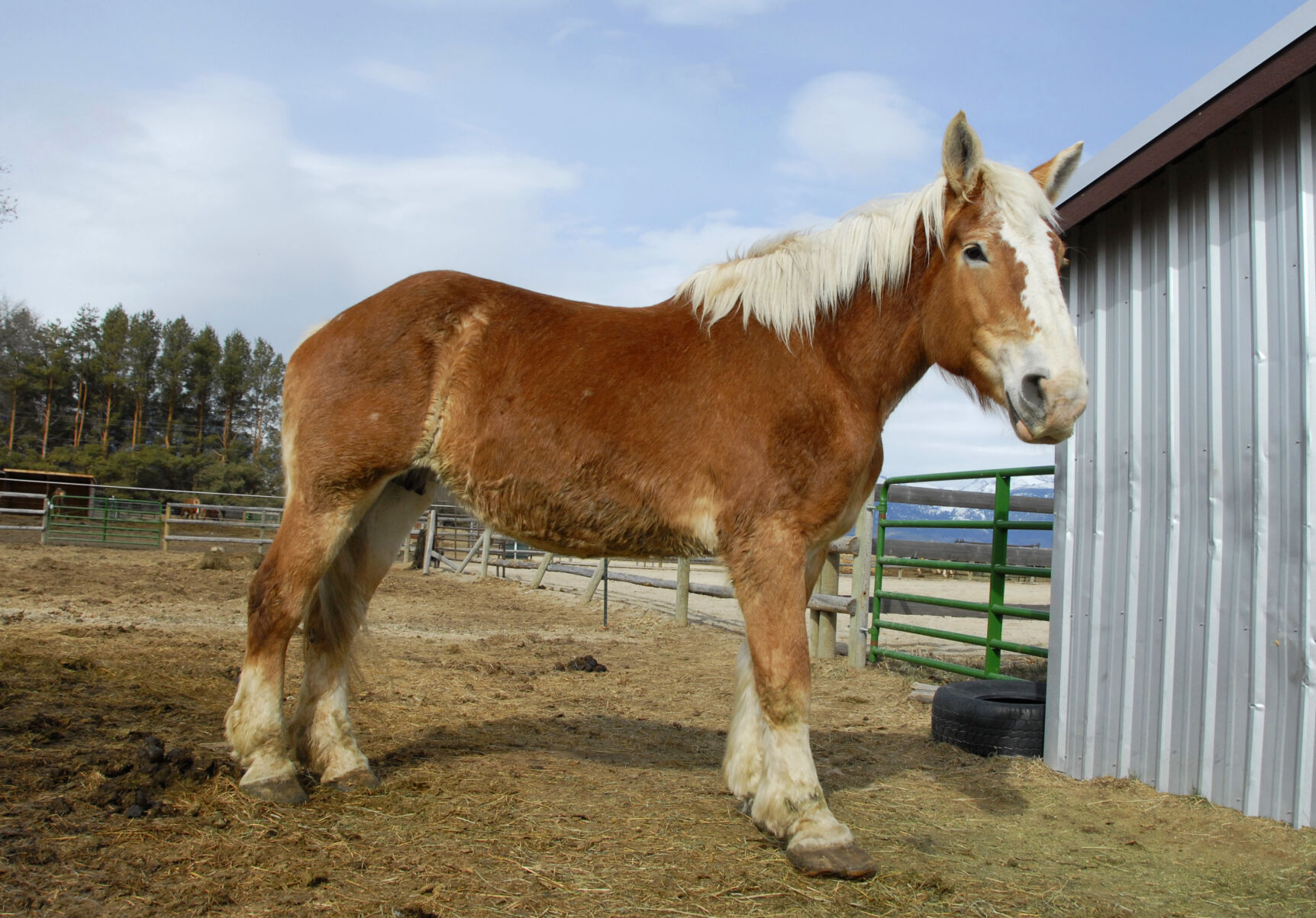 Corvallis rescue horse goes viral