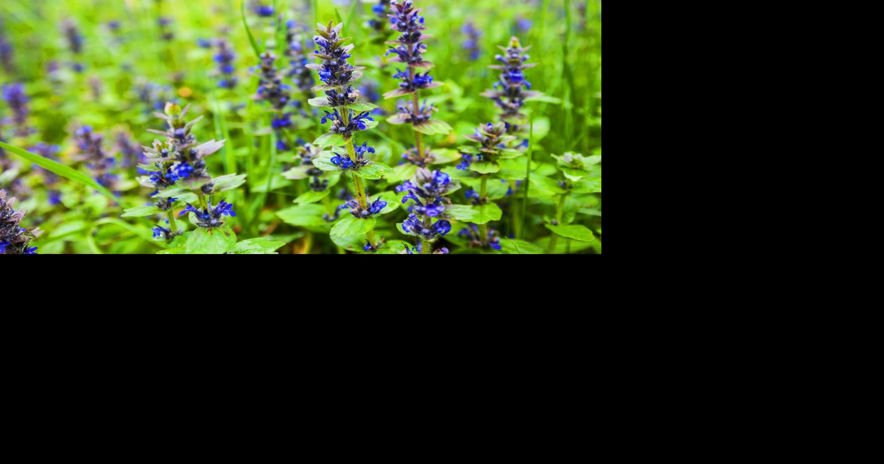Dirty Fingernails Bugle makes a nice, low maintenance ground cover