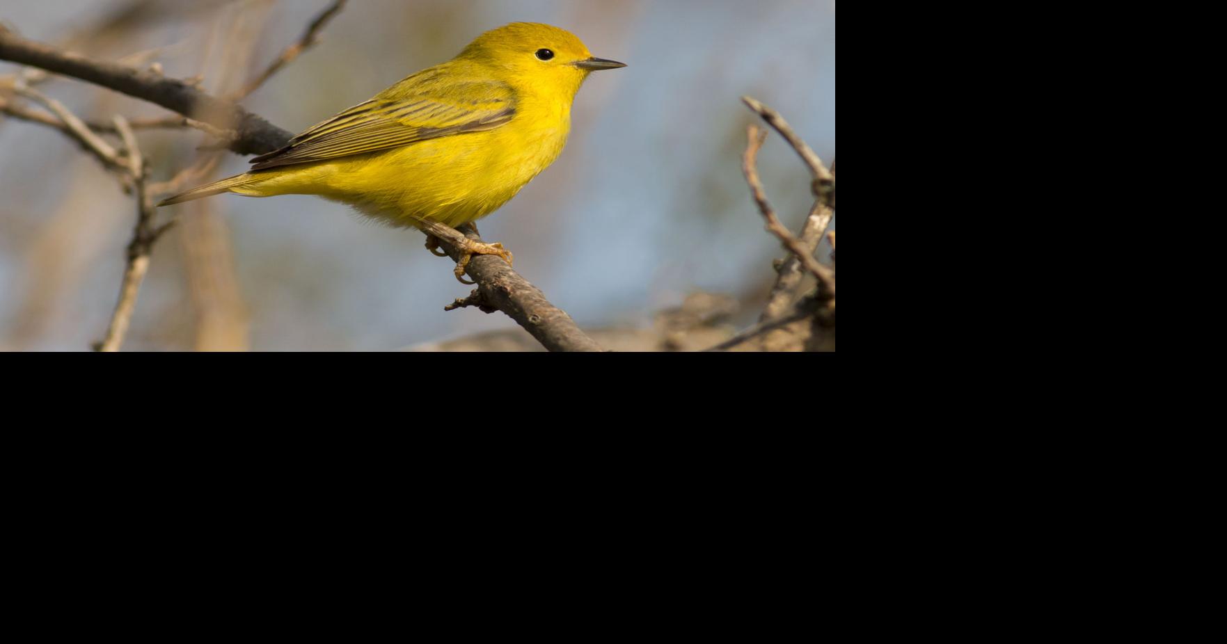 Bitterroot Audubon hosts 30th annual Christmas bird count