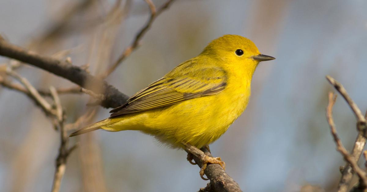 Bitterroot Audubon hosts 30th annual Christmas bird count