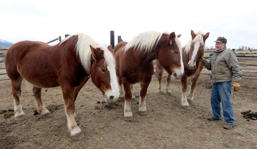 Draft horses play starring role at Stevensville’s Country Christmas