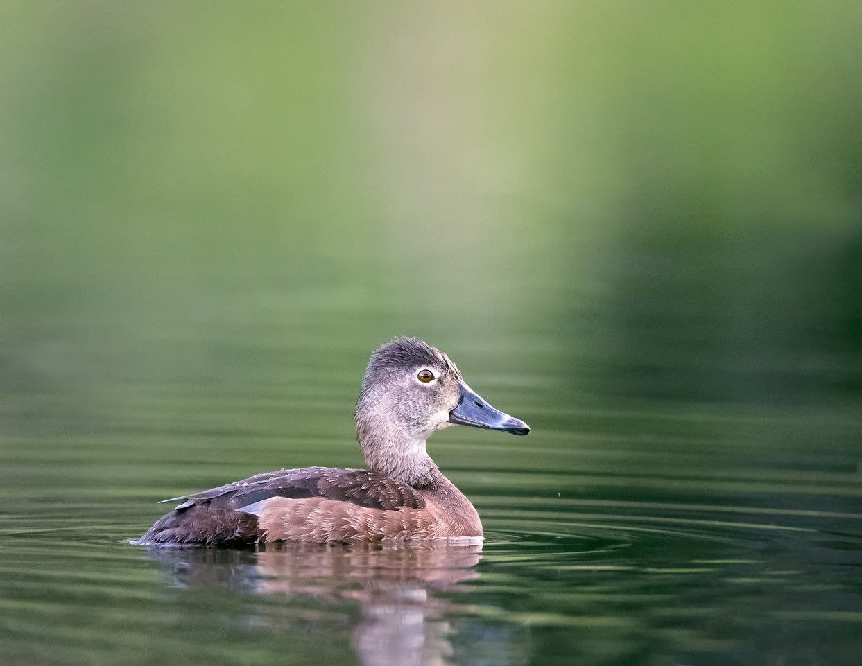 OC Birder Girl: Ring-necked Duck-- Aythya collaris