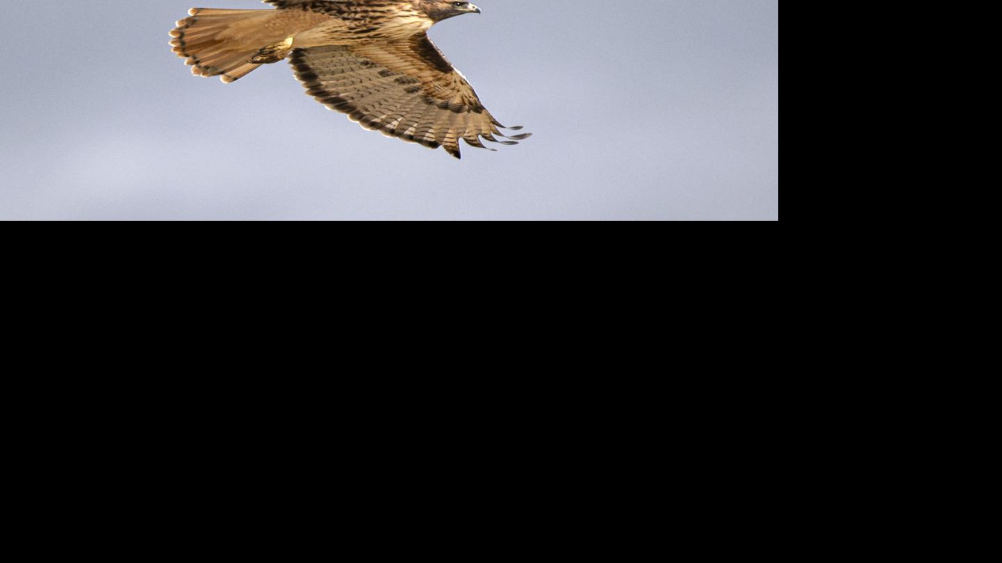 Red Tails Hawks Soar In The Bitterroot Valley Local News Ravallirepublic Com 7:03am, 29 february 2016 pst (permalink). red tails hawks soar in the bitterroot