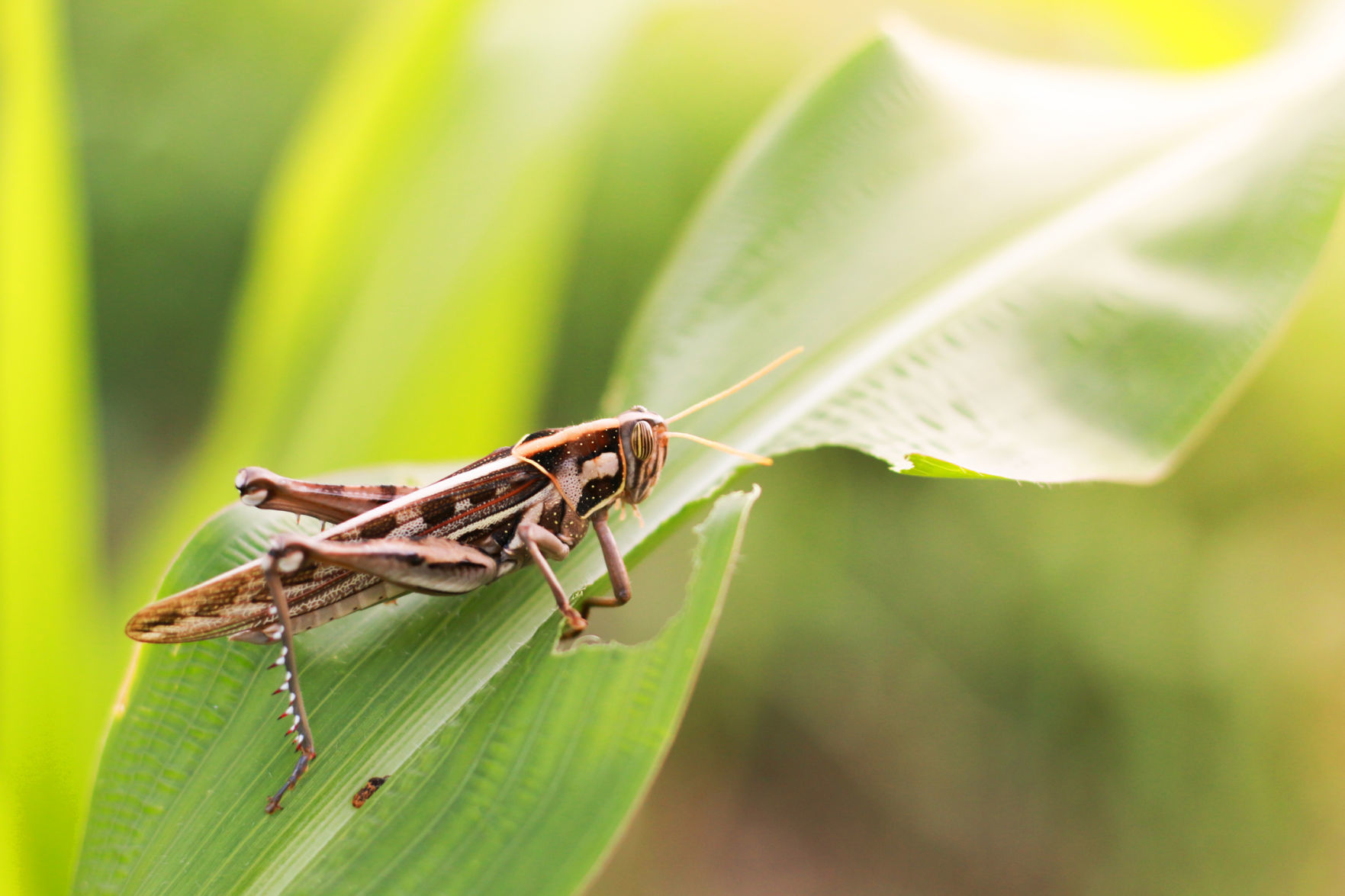 Grasshopper dealer near online me