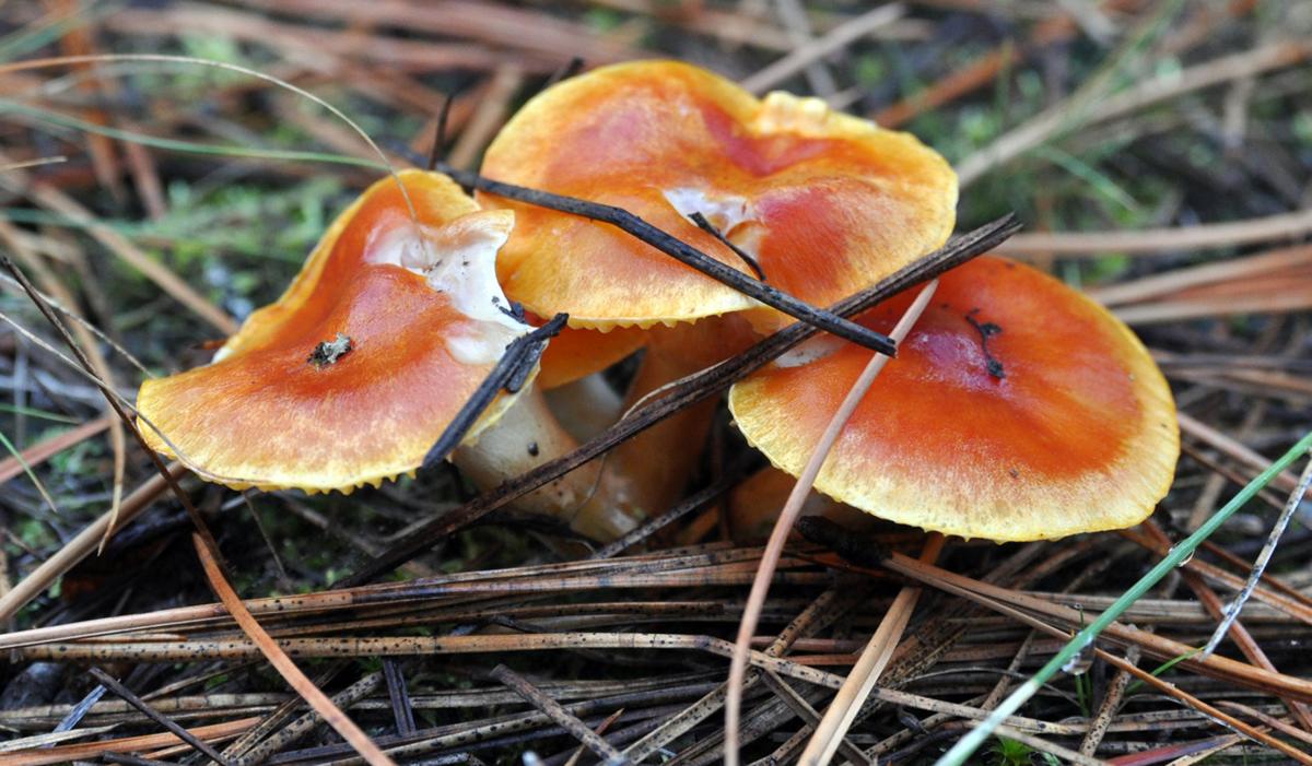 Wet fall begets wild mushroom season | Recreation | ravallirepublic.com