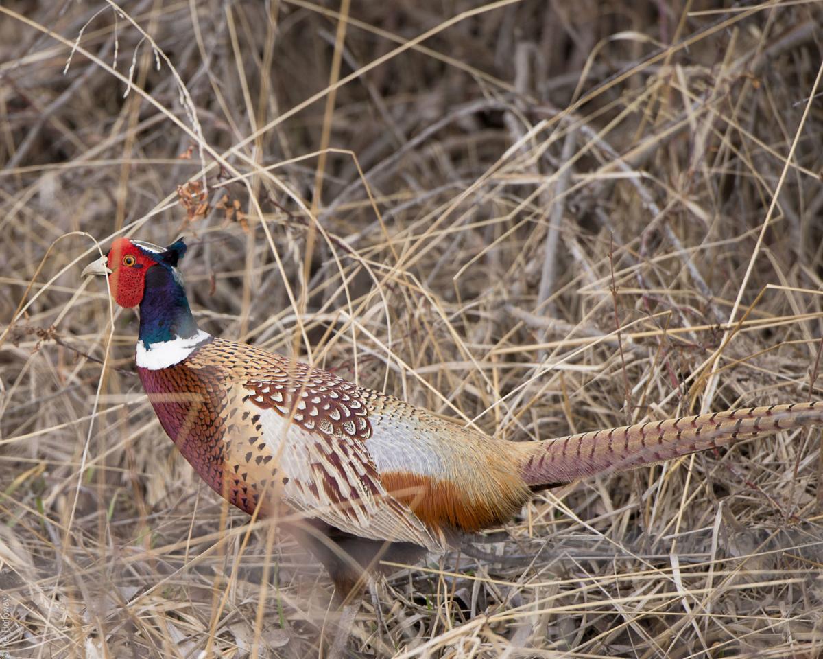 The Fascinating And Perilous Life Of Bitterroot Pheasants Local News Ravallirepublic Com