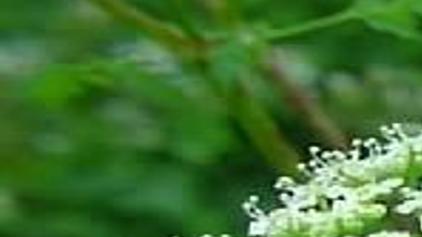 Weed Of The Week Poison Hemlock Needs To Be Handled With Care Local News Ravallirepublic Com