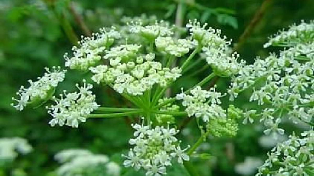 Weed Of The Week Poison Hemlock Needs To Be Handled With Care Local News Ravallirepublic Com Weed Of The Week Poison Hemlock Needs To Be Handled With Care Local News Ravallirepublic Com