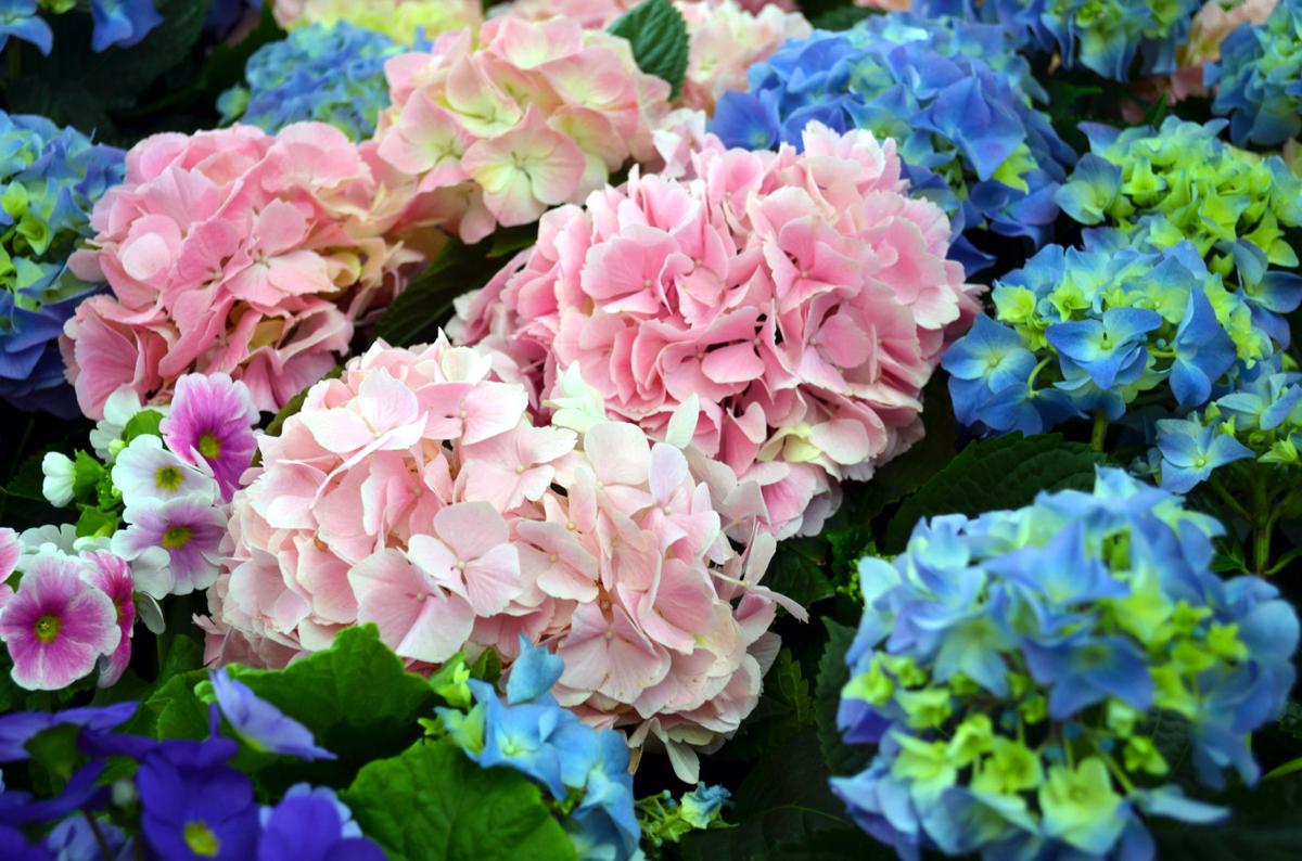 Time To Prep Carrots Hydrangea Fuchsia For Winter Local News