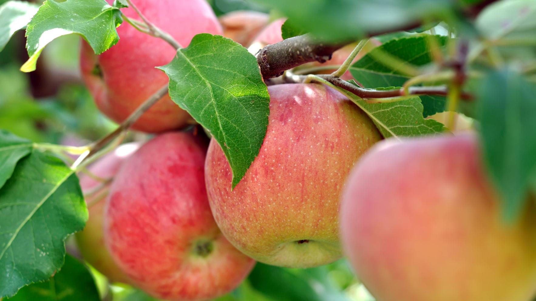 Dirty Fingernails Some Tips For Worm Free Apples Without Spraying