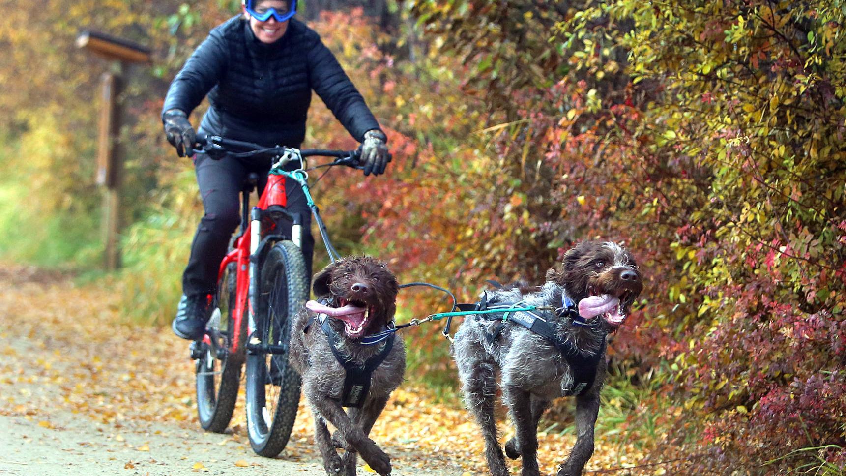 Race On Bitterroot Mushers Plan For First Ever Western Montana