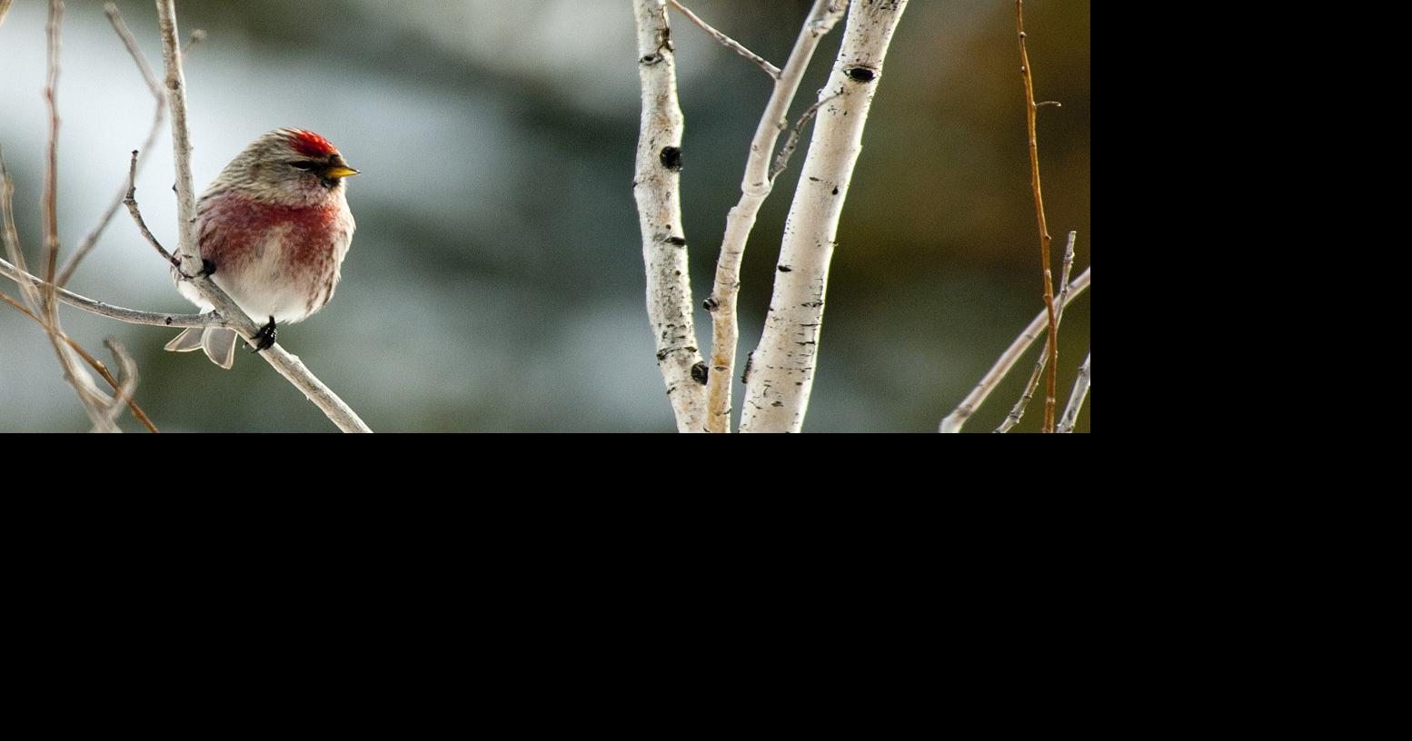 Audubon Christmas Bird Count Holiday tradition yields data vital for