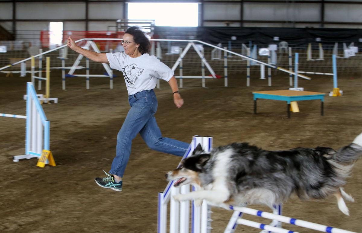 Agility Dogs Five Valley Kennel Club Hosts Competition At