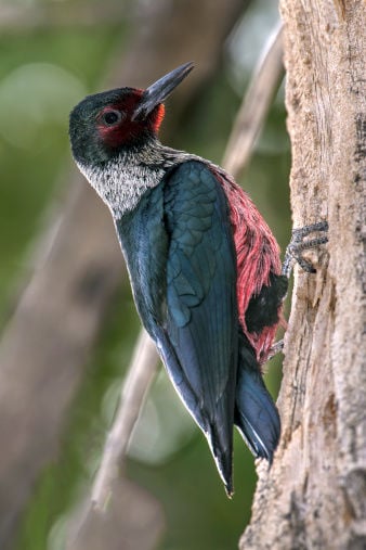 lewis’s woodpecker