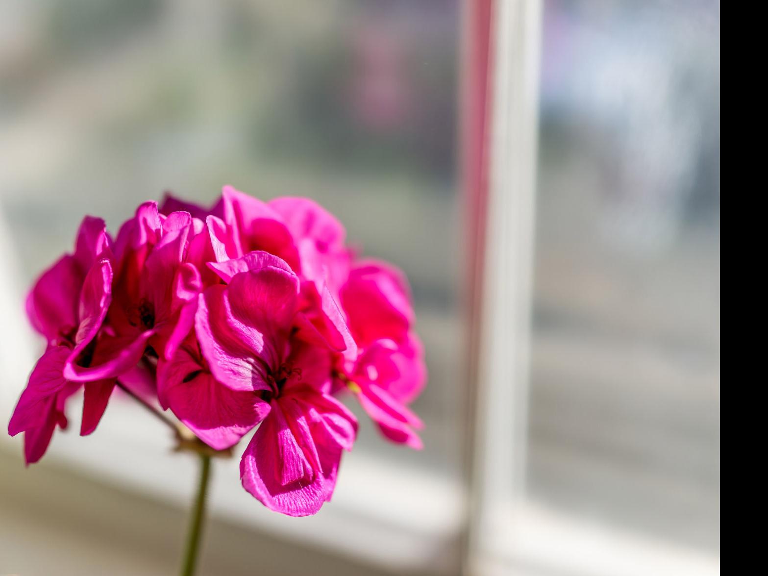 In Winter Geraniums Suffer From Lack Of Light Local News
