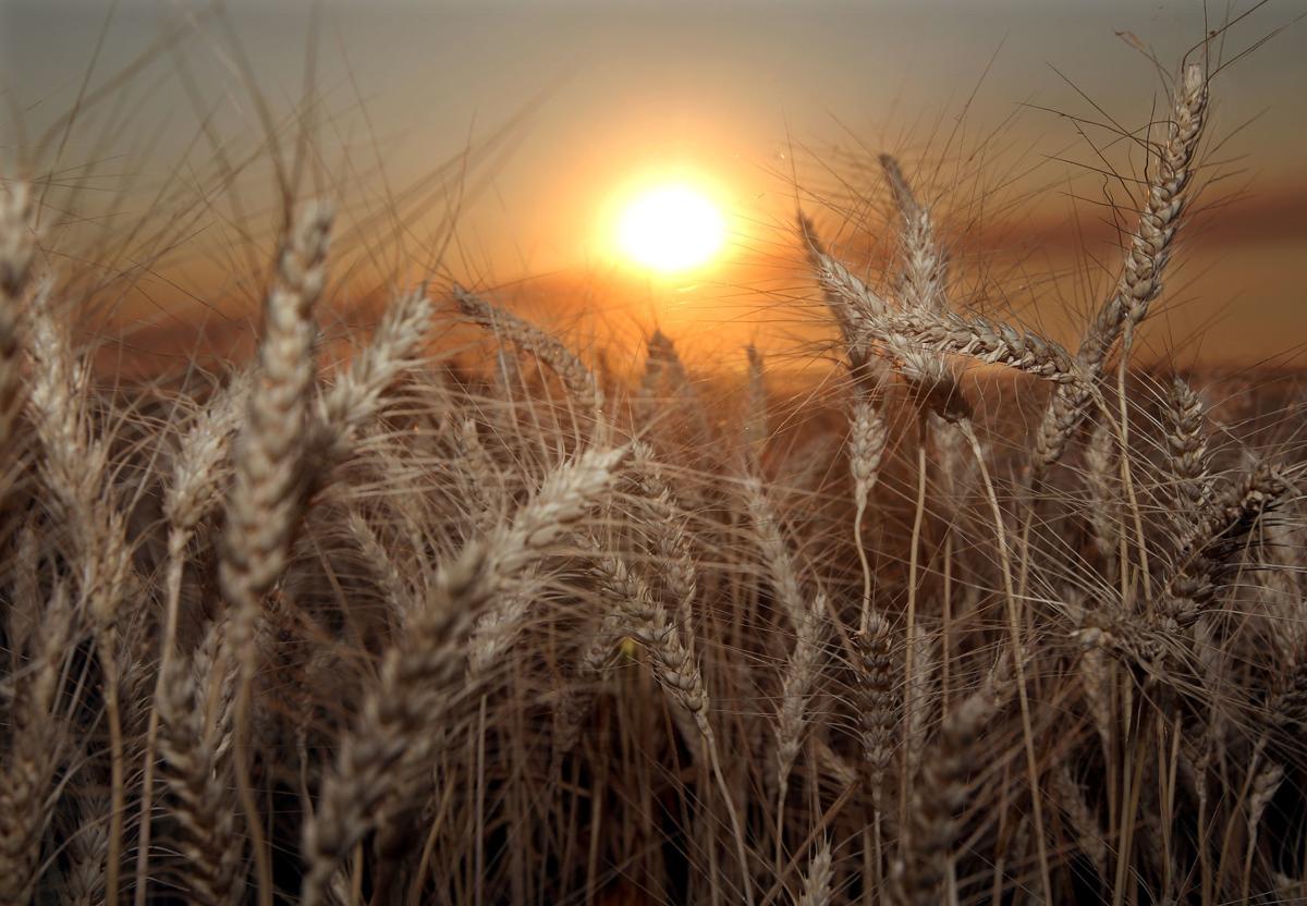 Wheat farm