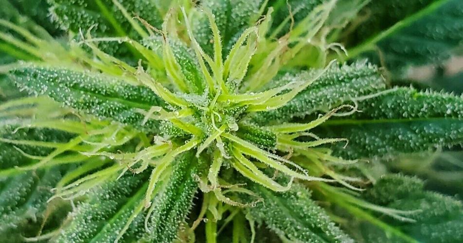 Frequent cannabis users wake up with more of the ‘stress hormone’ in their system