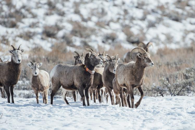 Ecology Students Participate in Big Horn Sheep Capture