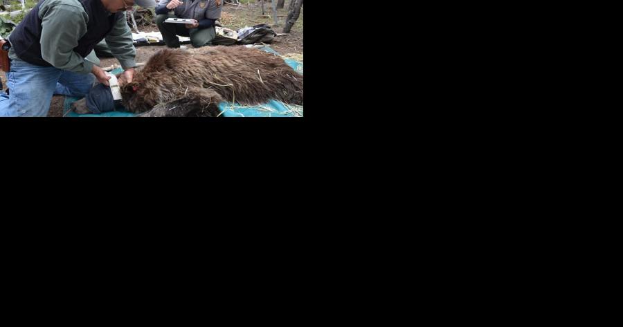 Greater Yellowstone grizzly bear MOA updated - Vimarsana News