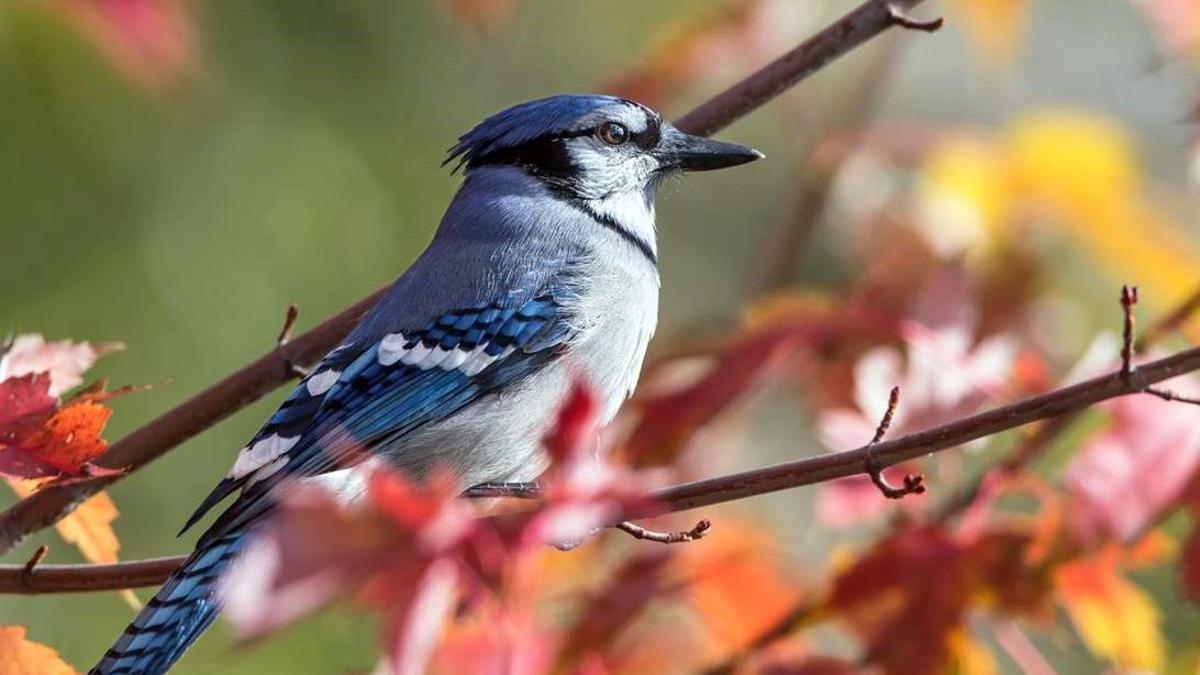 Blue Jay Sighting A Happy Surprise At Teller Refuge Local News Ravallirepublic Com Blue Jay Sighting A Happy Surprise At Teller Refuge Local News Ravallirepublic Com
