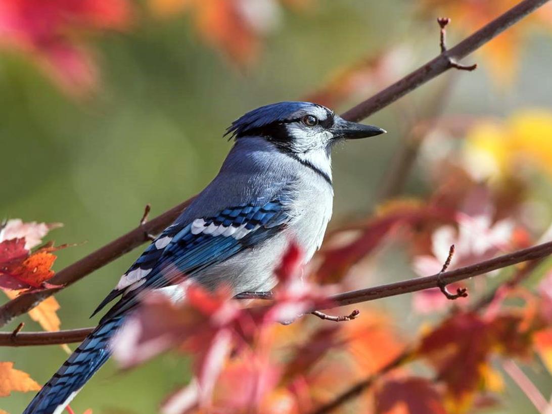 Blue Jay Sighting A Happy Surprise At Teller Refuge Local News Ravallirepublic Com