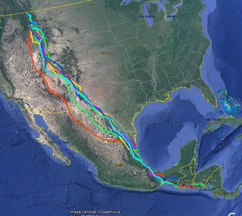 Tracking John Travulture Vulture captured in Florence helping to