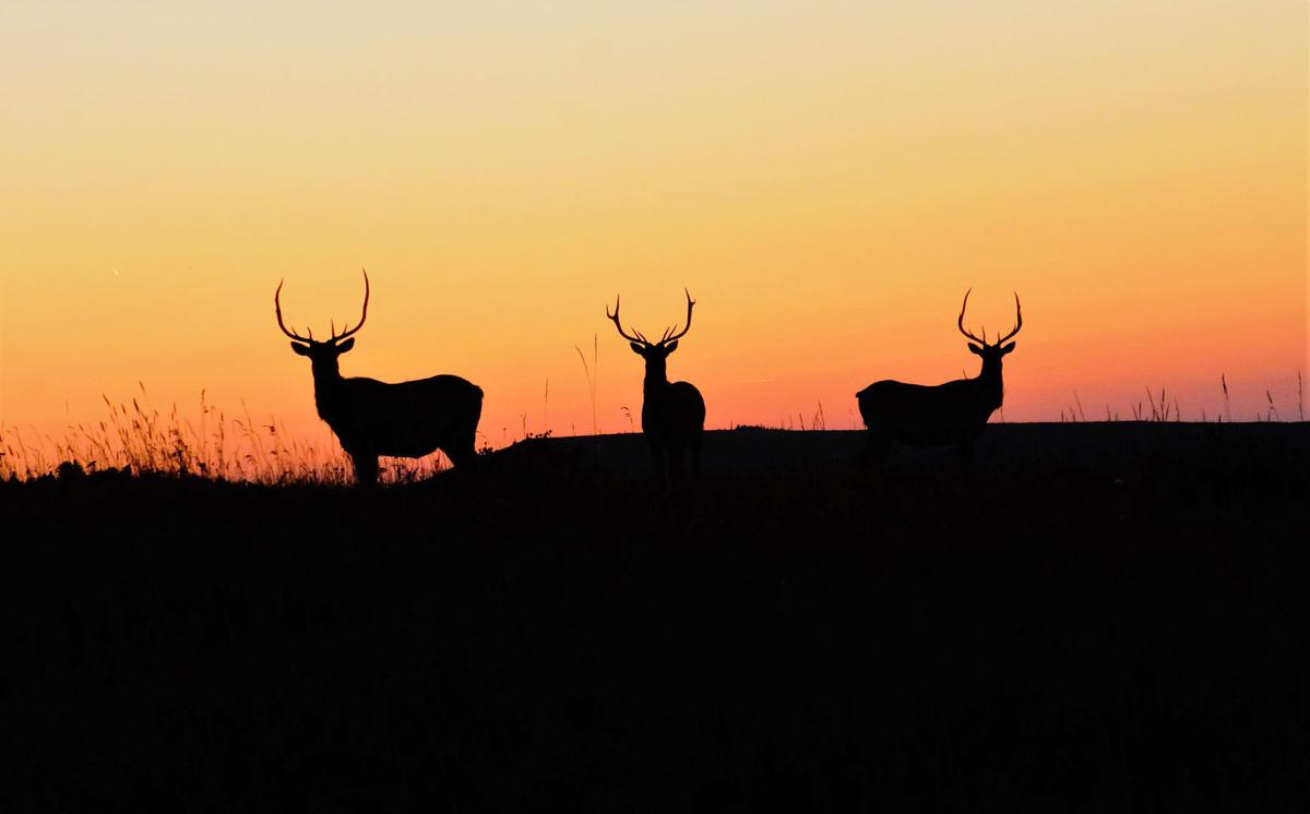 CWD presentation