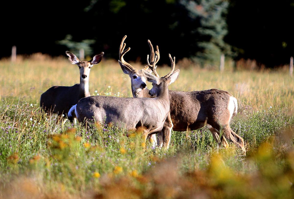 Trout Creek couple charged with game violations.