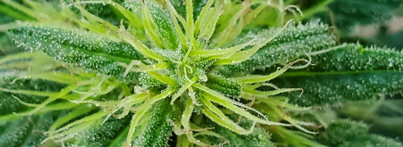 Frequent cannabis users wake up with more of the ‘stress hormone’ in their system
