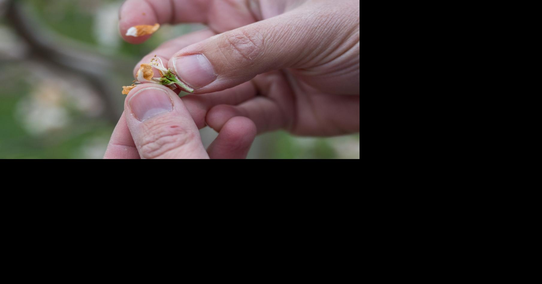 Some Bitterroot Valley growers report 'heavy' damage from last week's freeze
