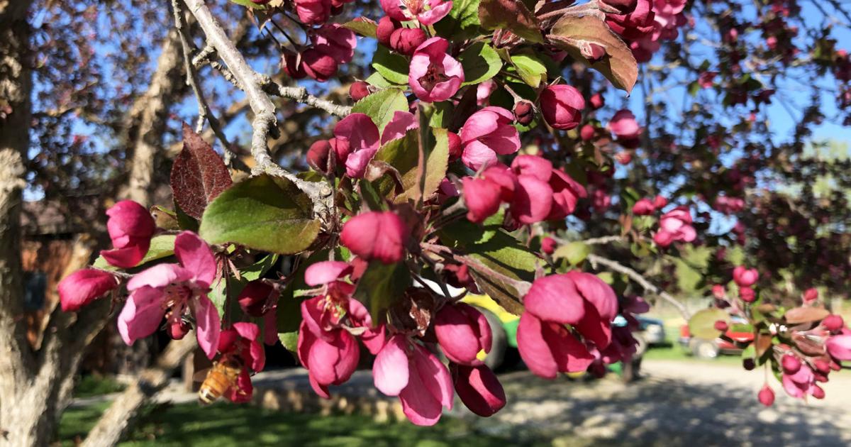 Fresh Spring Trees Spring trees coming our way early in the growing season
