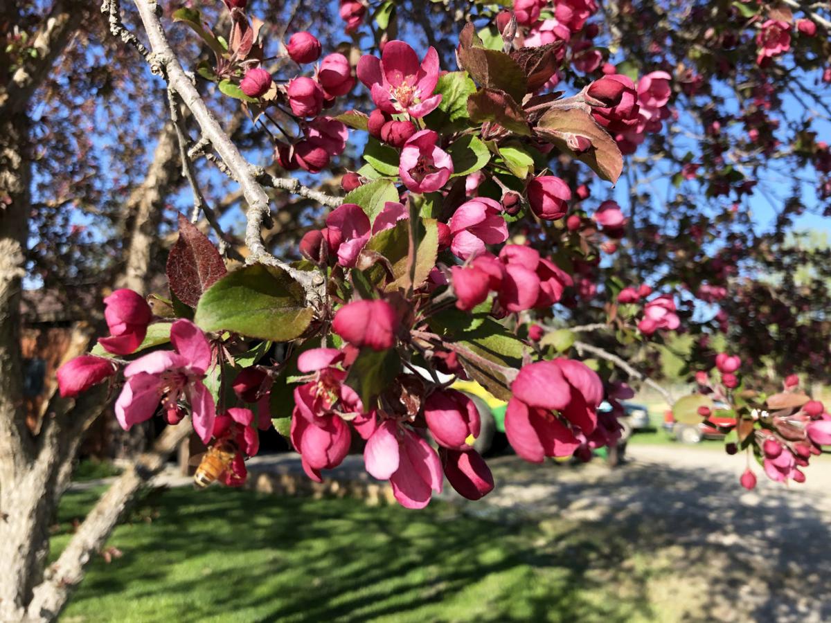 Extension Crabapple Blossoms 5 20 20