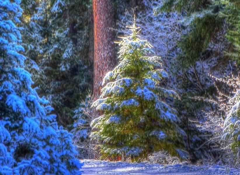 Christmas Tree Permits 2022 Corvallis Oregon Christmas Tree Permits Available From Bitterroot Forest Starting Tuesday.  Nov. 12 | Local News | Ravallirepublic.com