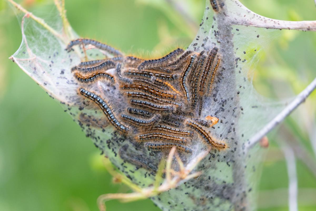 Western tent caterpillars