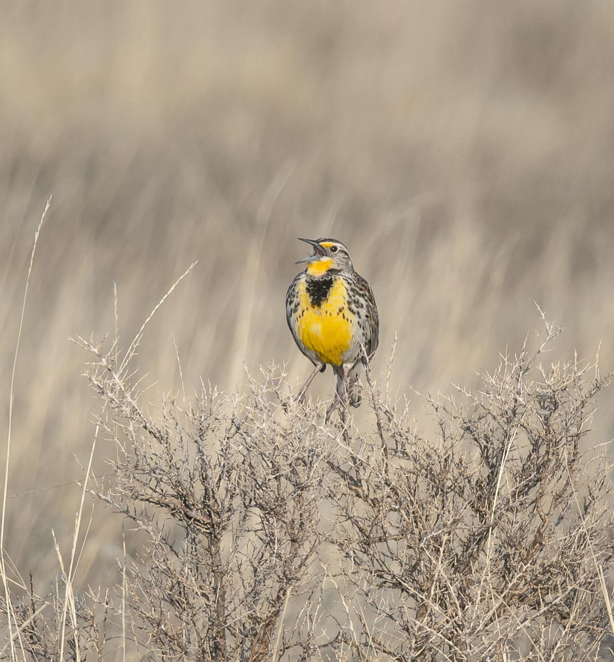 Western Meadowlarks Arrive In The Bitterroot Local News Ravallirepublic Com View our north american bird egg collection. western meadowlarks arrive in the