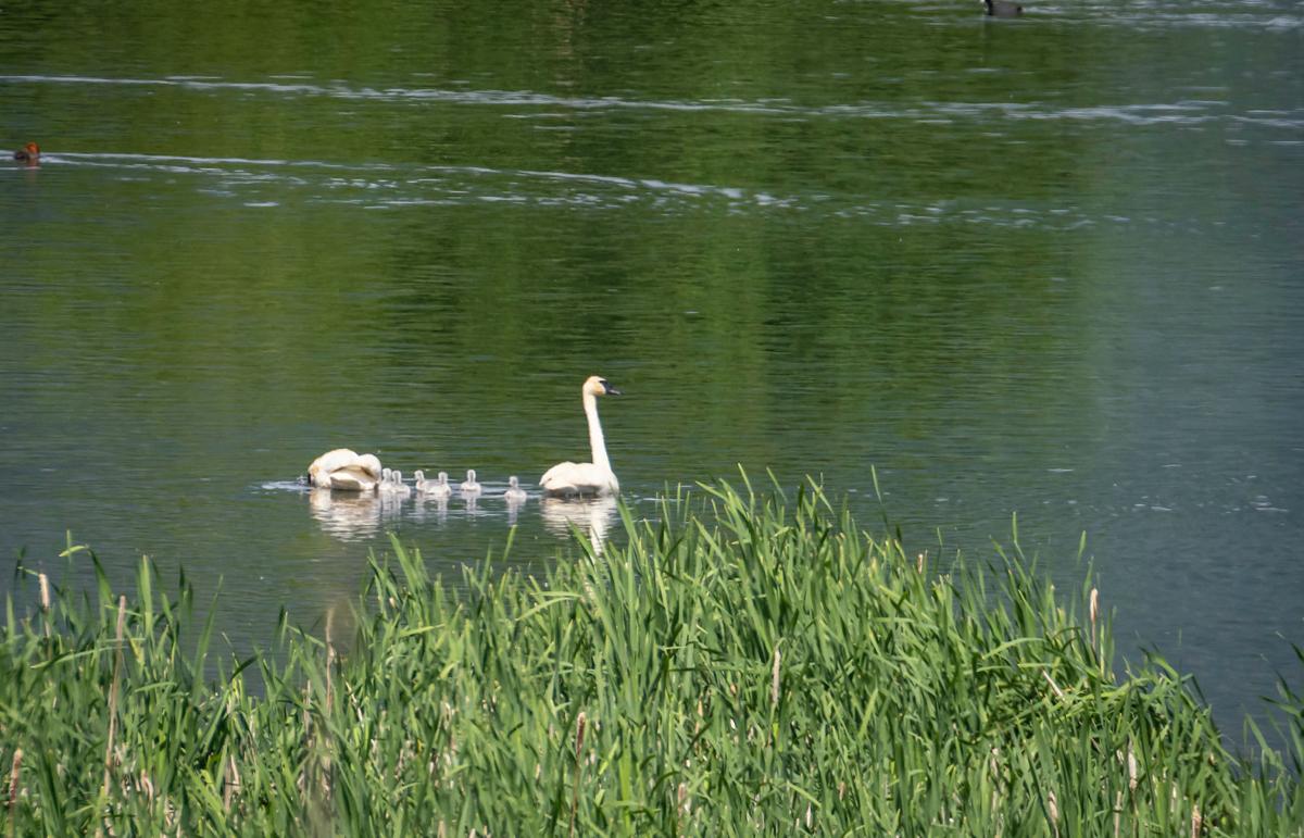 Six swan cygnets spotted at Lee Metcalf Refuge
